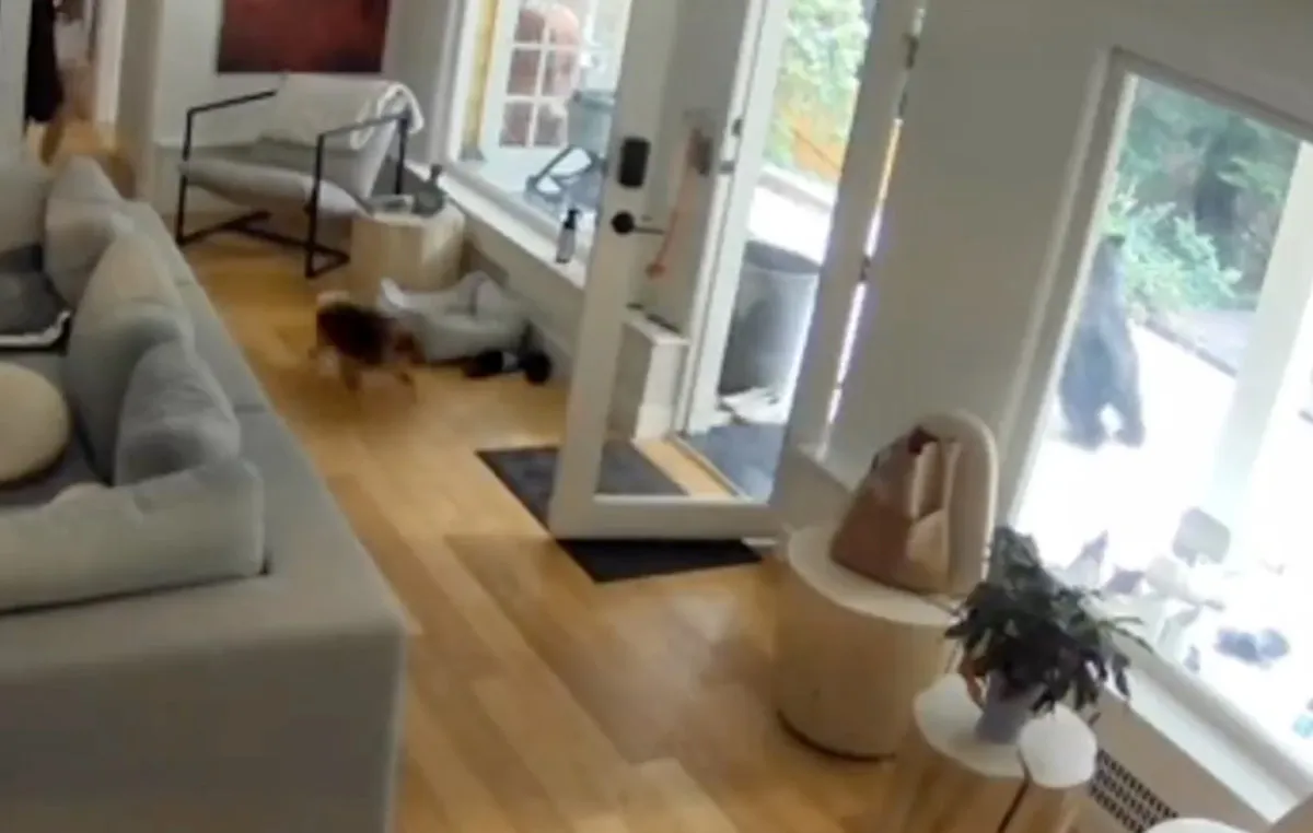 Kanada’da Küçük Köpek, Eve Giren Ayıyı Korkutup Kaçırdı1