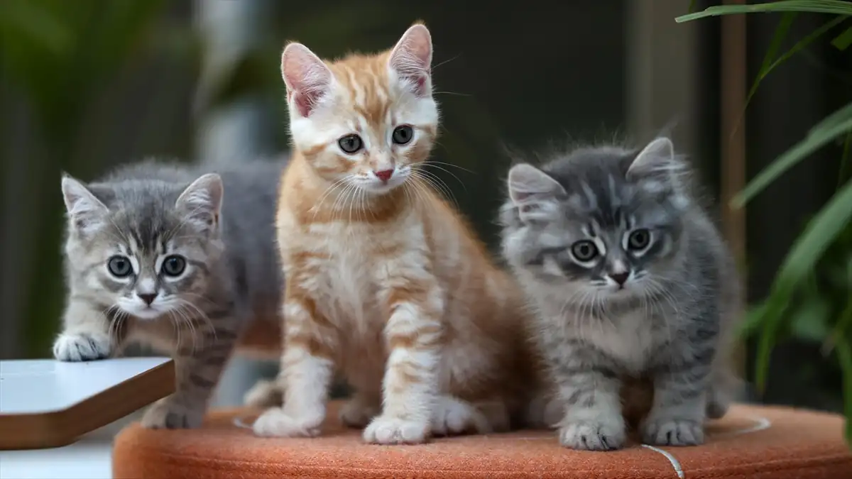 Kediler Çok Sayıda Kelime Öğrenebiliyor