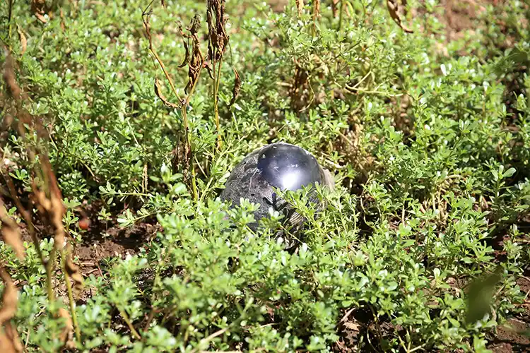 Kırık Kabuğu Onarılan Kaplumbağa Doğaya Bırakıldı (2)