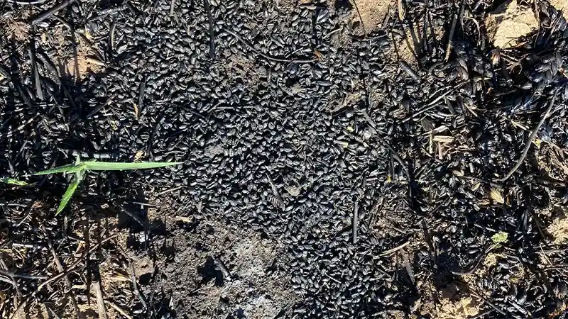 Kütahya Dumlupınar’da Meydana Gelen Yangının Hasar Tespiti Yapıldı2