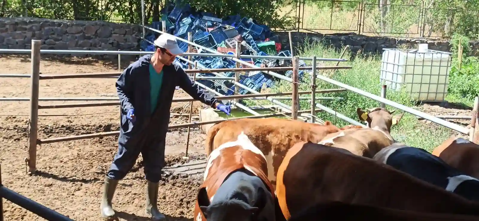 Kütahya Şaphane’de Şap Aşısı Ve Buzağılara Çalışması Yapıldı