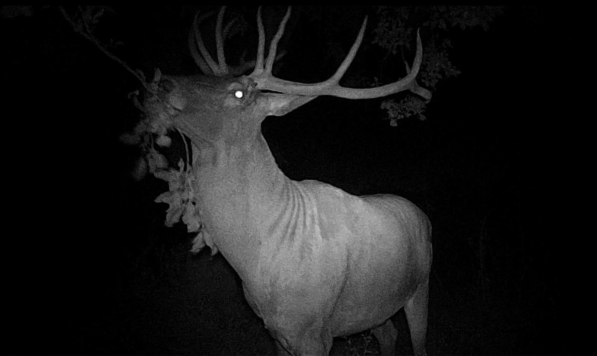 Kütahya Tavşanlı'da Hobi Bahçesindeki Kızıl Geyik Girdi