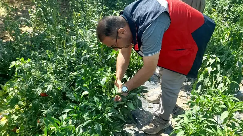 Kütahya’da Domates Ve Biber Fidelerine Teknik Kontrol2