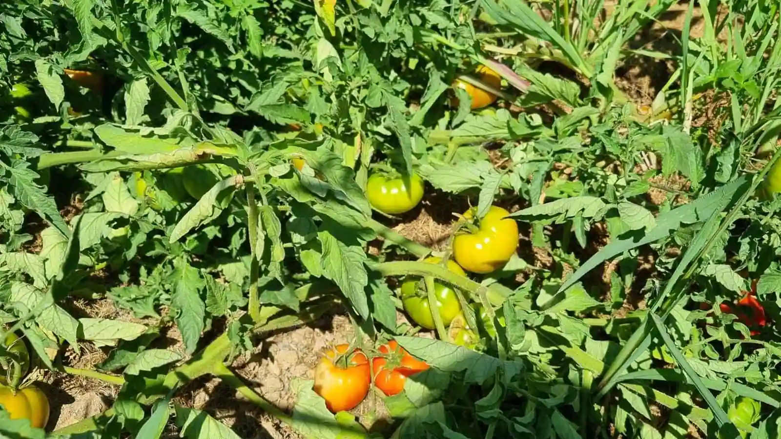 Kütahya’da Domates Ve Biber Fidelerine Teknik Kontrol3