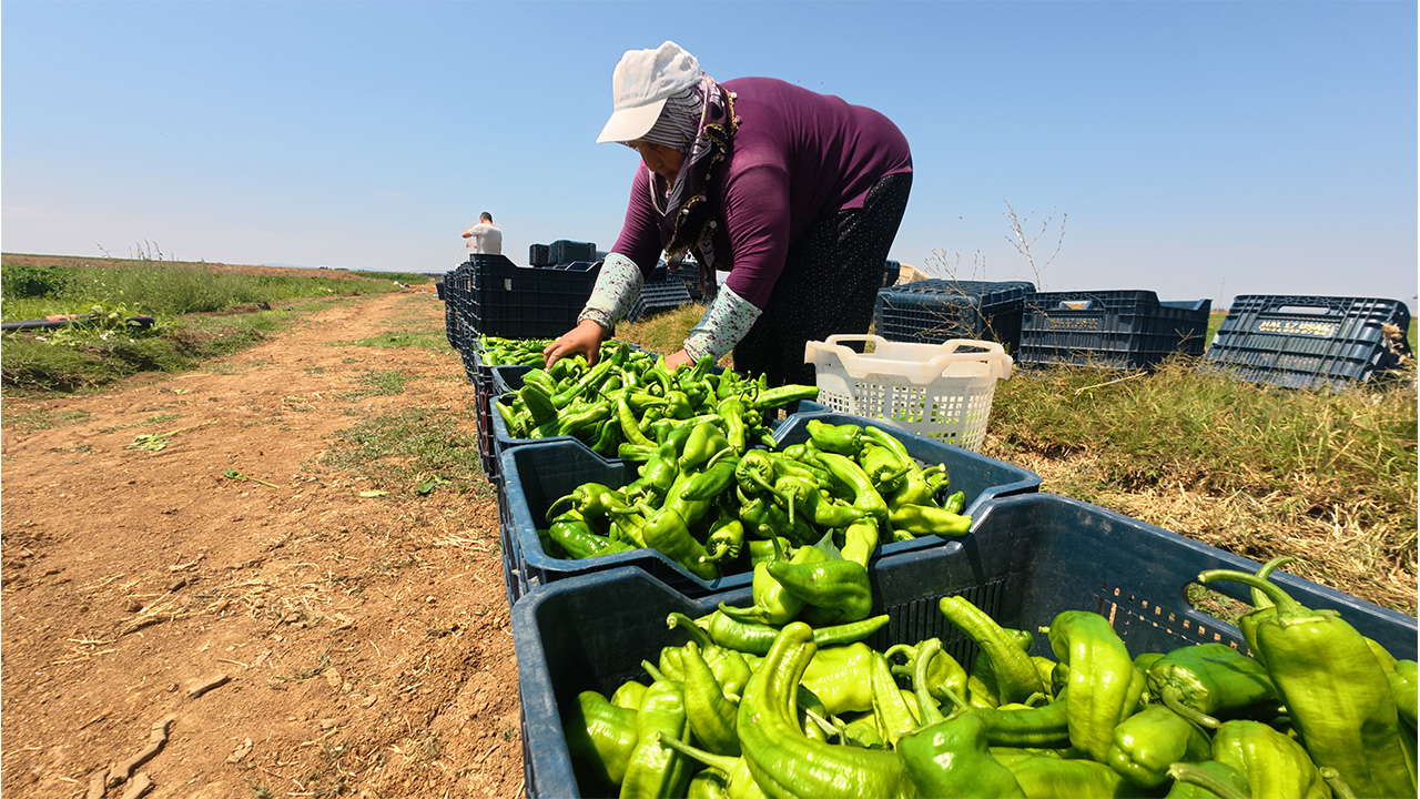 Kütahya'da Kadınlar 35 Dereceyi Aşan Sıcakta Biber Hasadı Yapıyor3