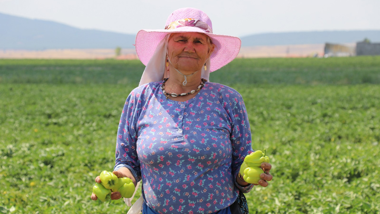 Kütahya'da Kadınlar 35 Dereceyi Aşan Sıcakta Biber Hasadı Yapıyor4