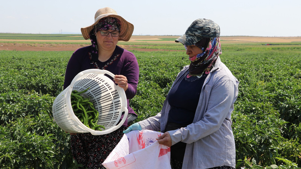 Kütahya'da Kadınlar 35 Dereceyi Aşan Sıcakta Biber Hasadı Yapıyor6