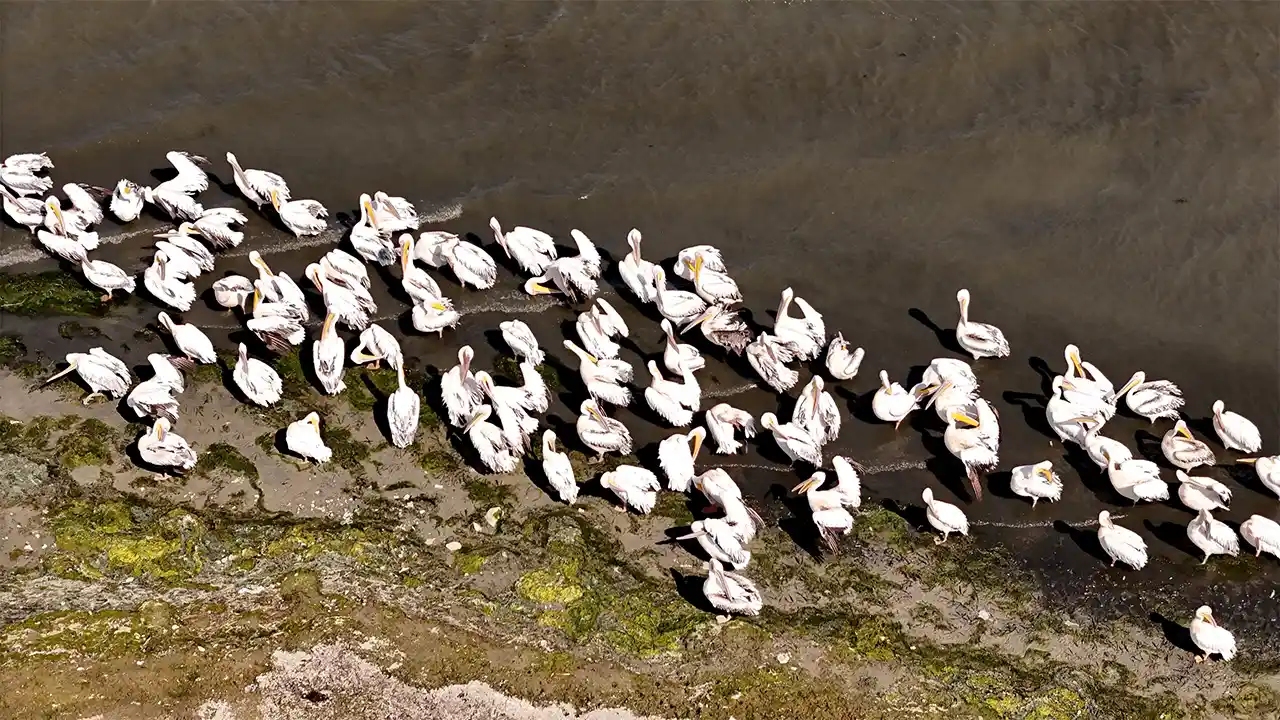 Kütahya’daki Porsuk Baraj Gölü Pelikanları Ağırlıyor3