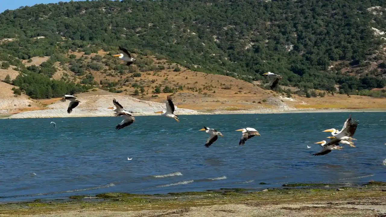 Kütahya’daki Porsuk Baraj Gölü Pelikanları Ağırlıyor4
