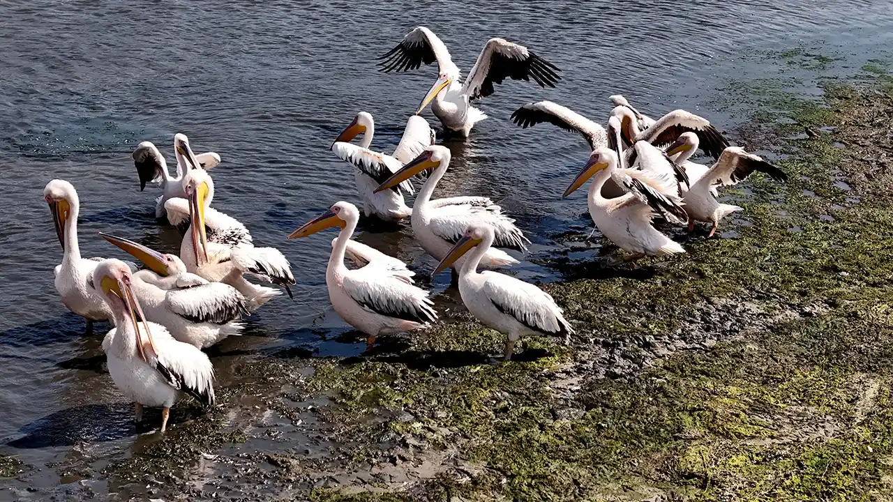 Kütahya’daki Porsuk Baraj Gölü Pelikanları Ağırlıyor5