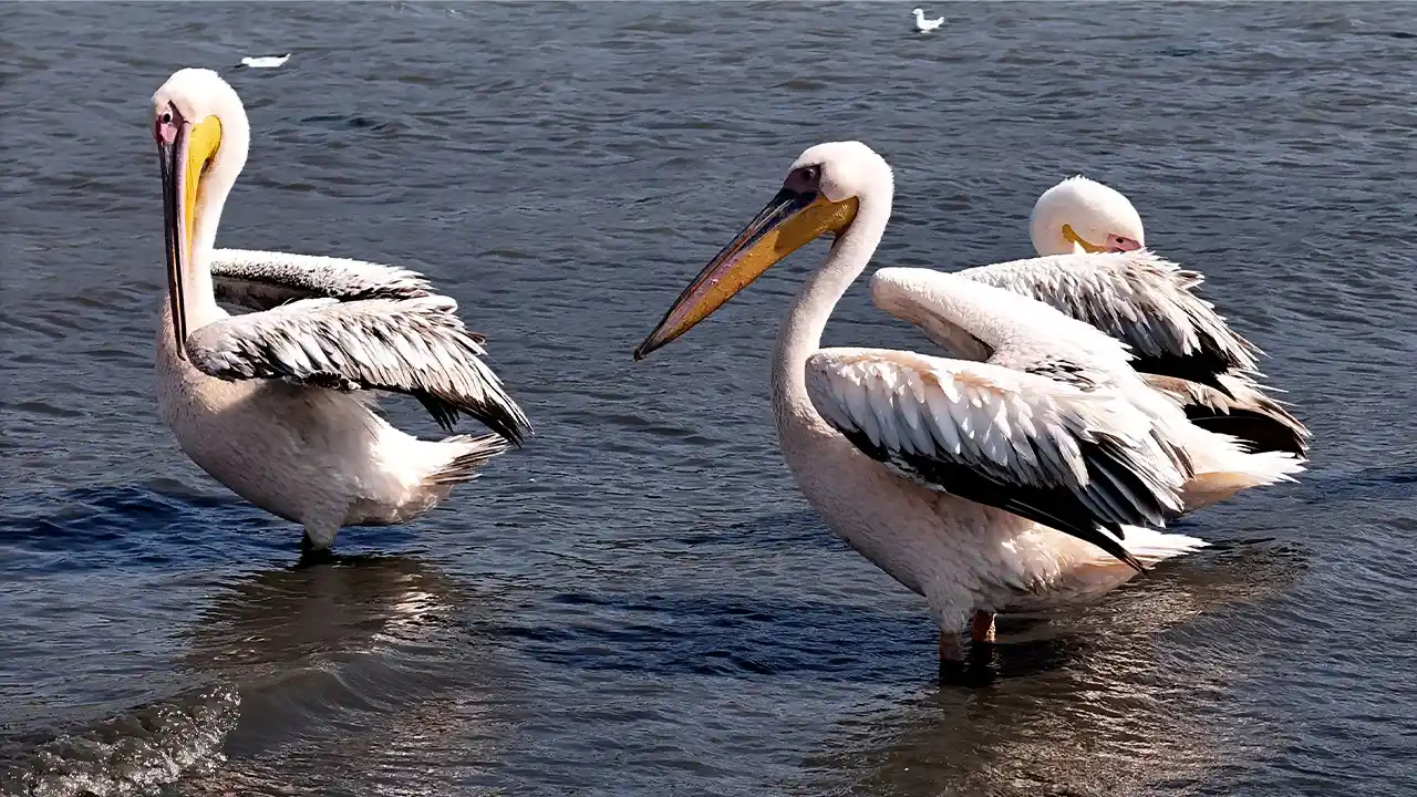 Kütahya’daki Porsuk Baraj Gölü Pelikanları Ağırlıyor6