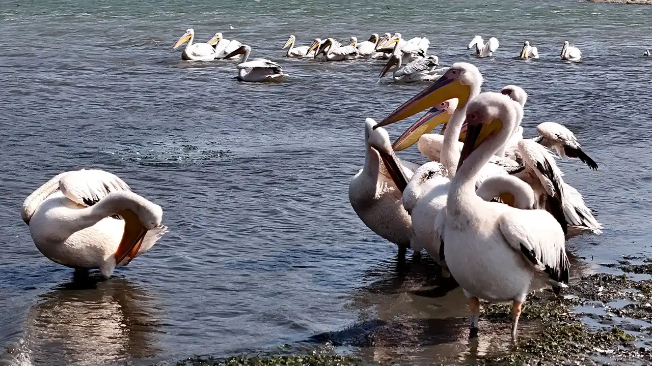 Kütahya’daki Porsuk Baraj Gölü Pelikanları Ağırlıyor7