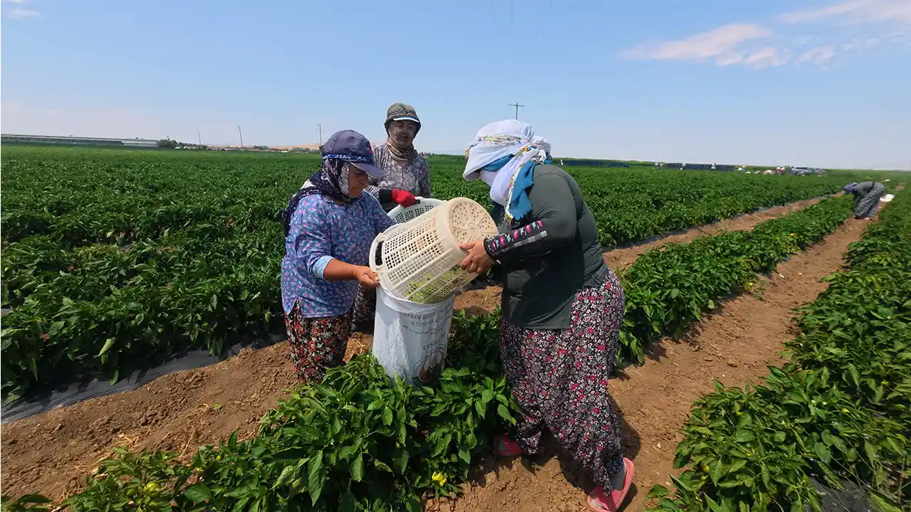 Kütahyalı Çiftçi, Yetişmez Denilen Arazide Günde 14 Ton Biber Hasadı Yapıyor10