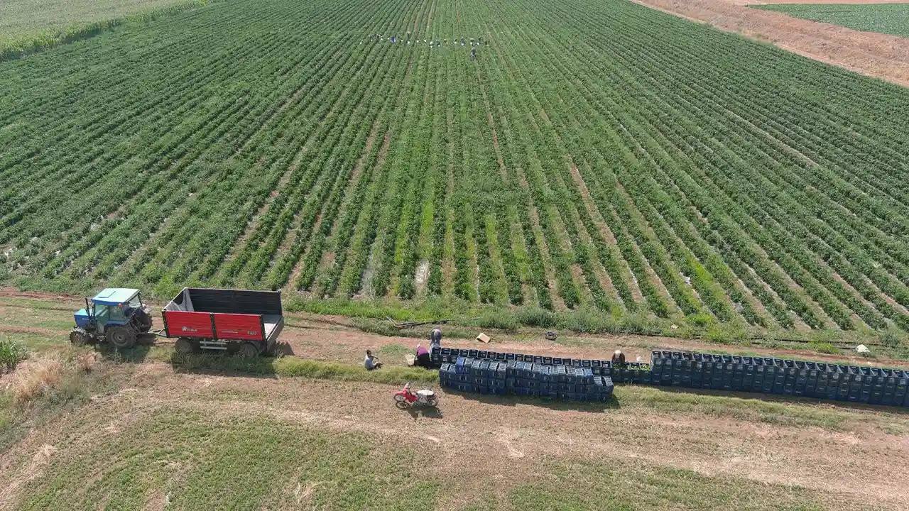 Kütahyalı Çiftçi, Yetişmez Denilen Arazide Günde 14 Ton Biber Hasadı Yapıyor5