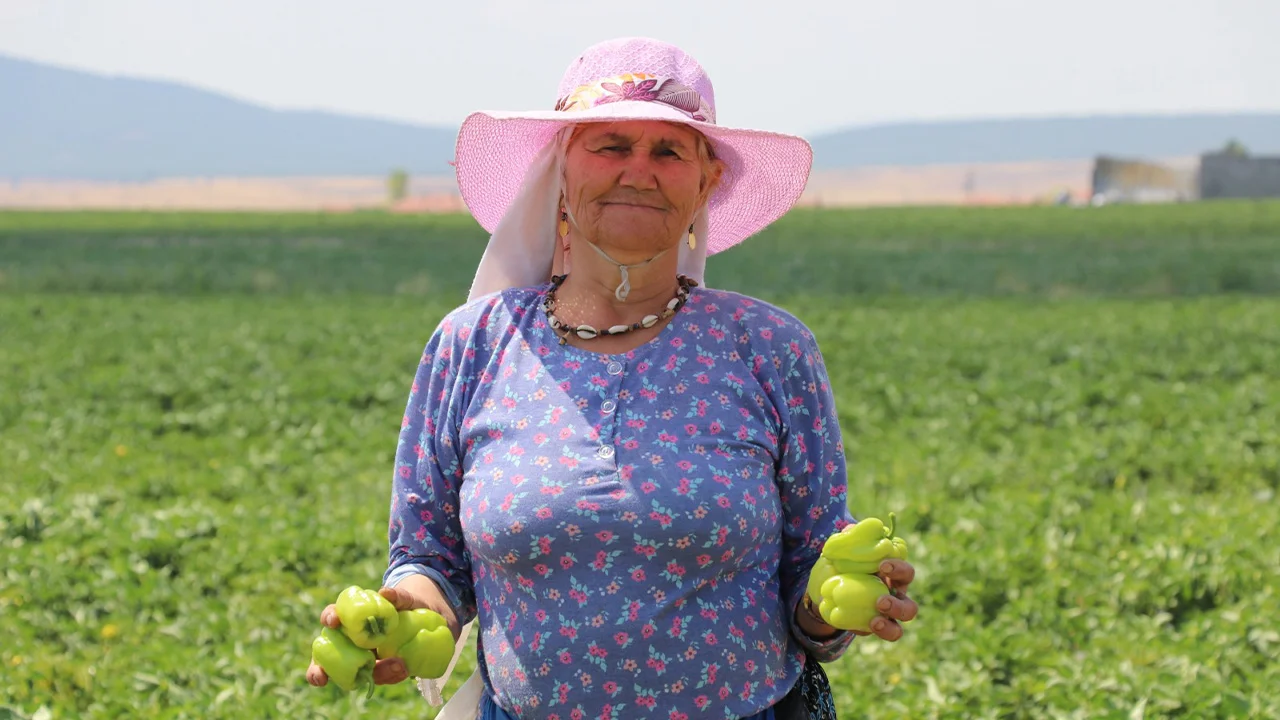 Kütahyalı Çiftçi, Yetişmez Denilen Arazide Günde 14 Ton Biber Hasadı Yapıyor8