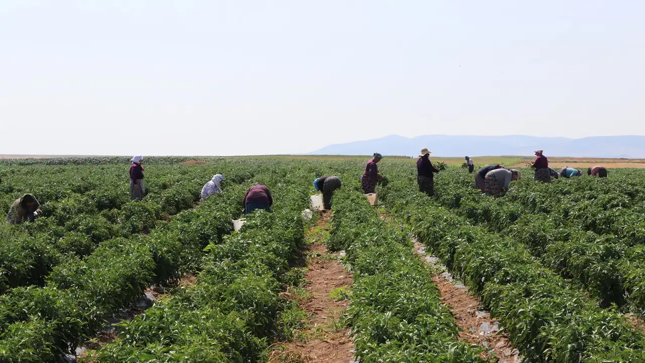 Kütahyalı Çiftçi, Yetişmez Denilen Arazide Günde 14 Ton Biber Hasadı Yapıyor9