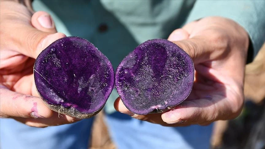 Mor Meyve Ve Sebzelerin Gücüne Inanamayacaksınız (1)