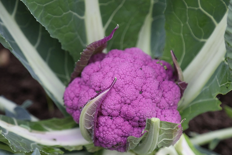 Mor Meyve Ve Sebzelerin Gücüne Inanamayacaksınız (3)