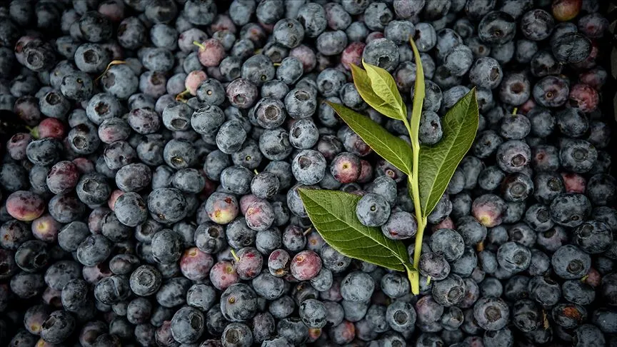 Mor Meyve Ve Sebzelerin Gücüne Inanamayacaksınız (5)
