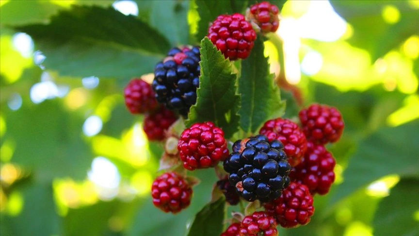 Mor Meyve Ve Sebzelerin Gücüne Inanamayacaksınız (6)