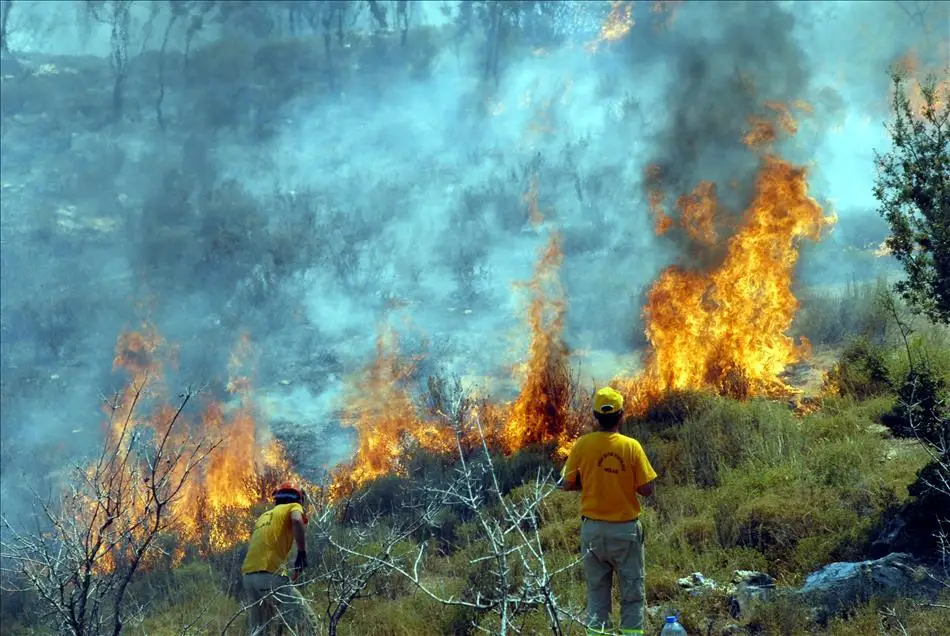 Orman Mühendisleri, Yanan Alanlarda Doğru Ağaç Seçimi Için Uyarıyor (2)