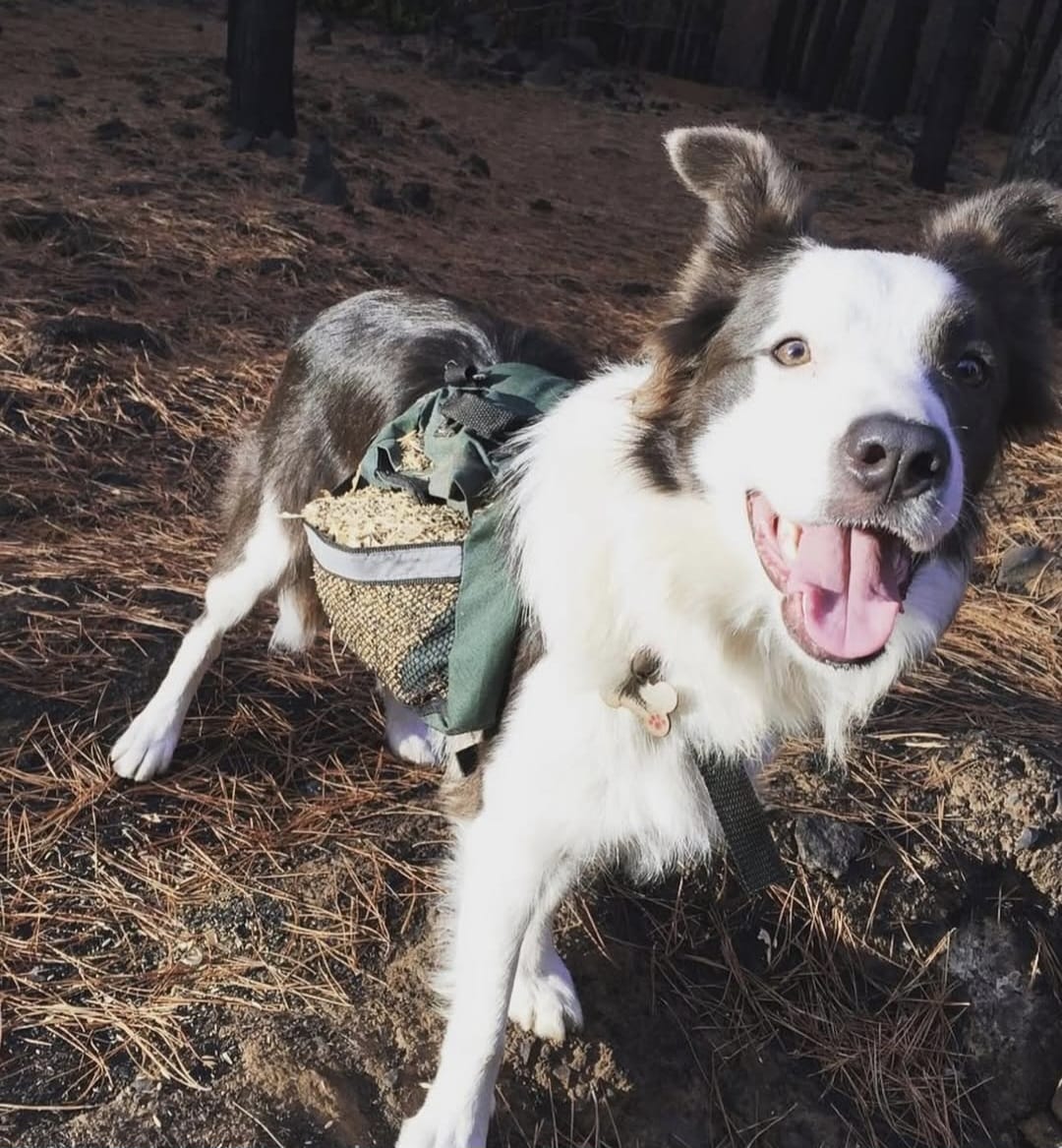 Şili'de Köpekler Ormanları Yeşillendiriyor1
