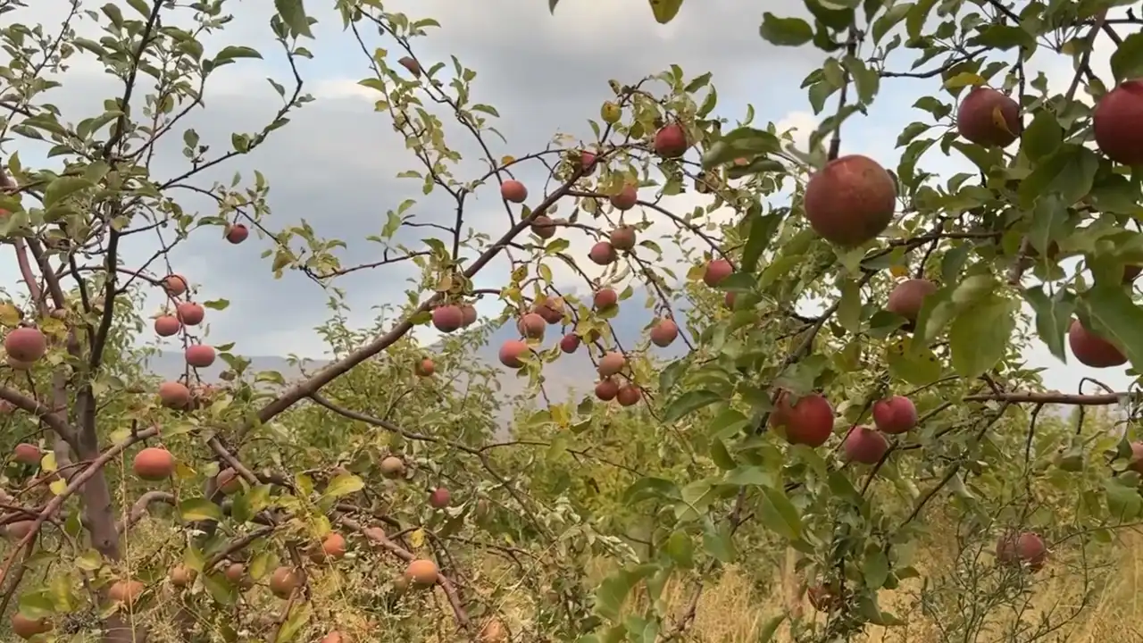 Ağrı Dağı Eteklerinde Elma Hasadı Başladı 2