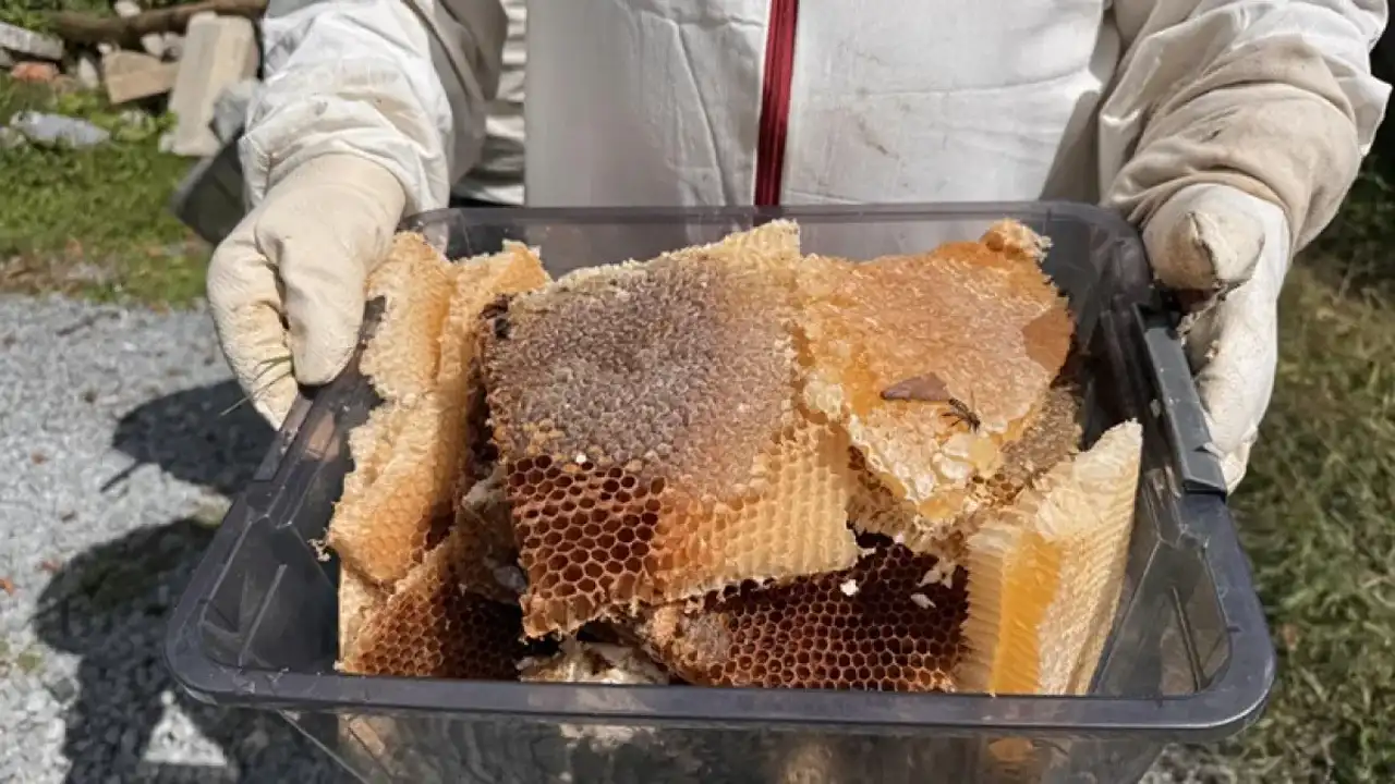 Ayder Balı Sezonu Açıldı, Kilogram Fiyatı 6 Bin Lira