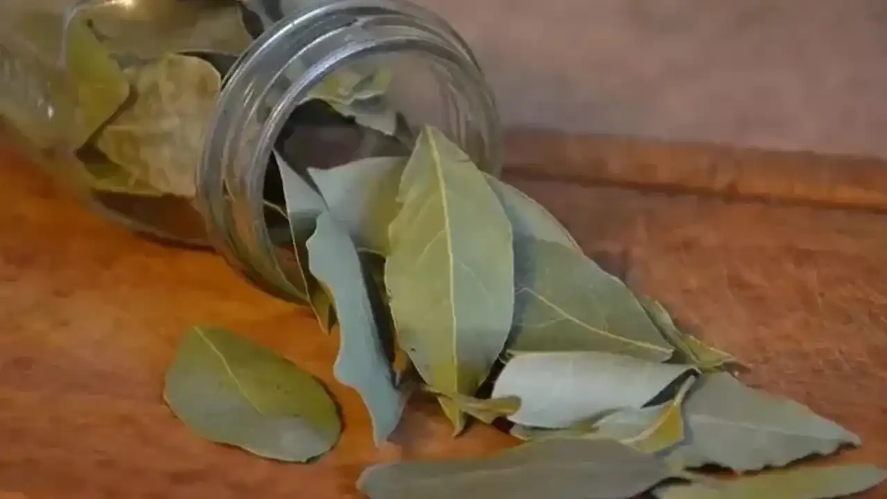 Defne Yaprağını Yatağın Altına Koymanın Şaşırtıcı Faydaları1