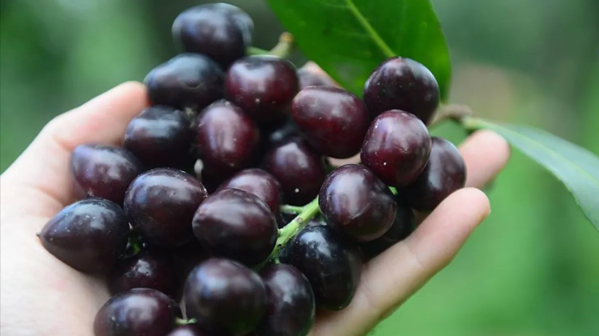 Karadeniz’in Hem Faydalı Hem De Riskli Meyvesi