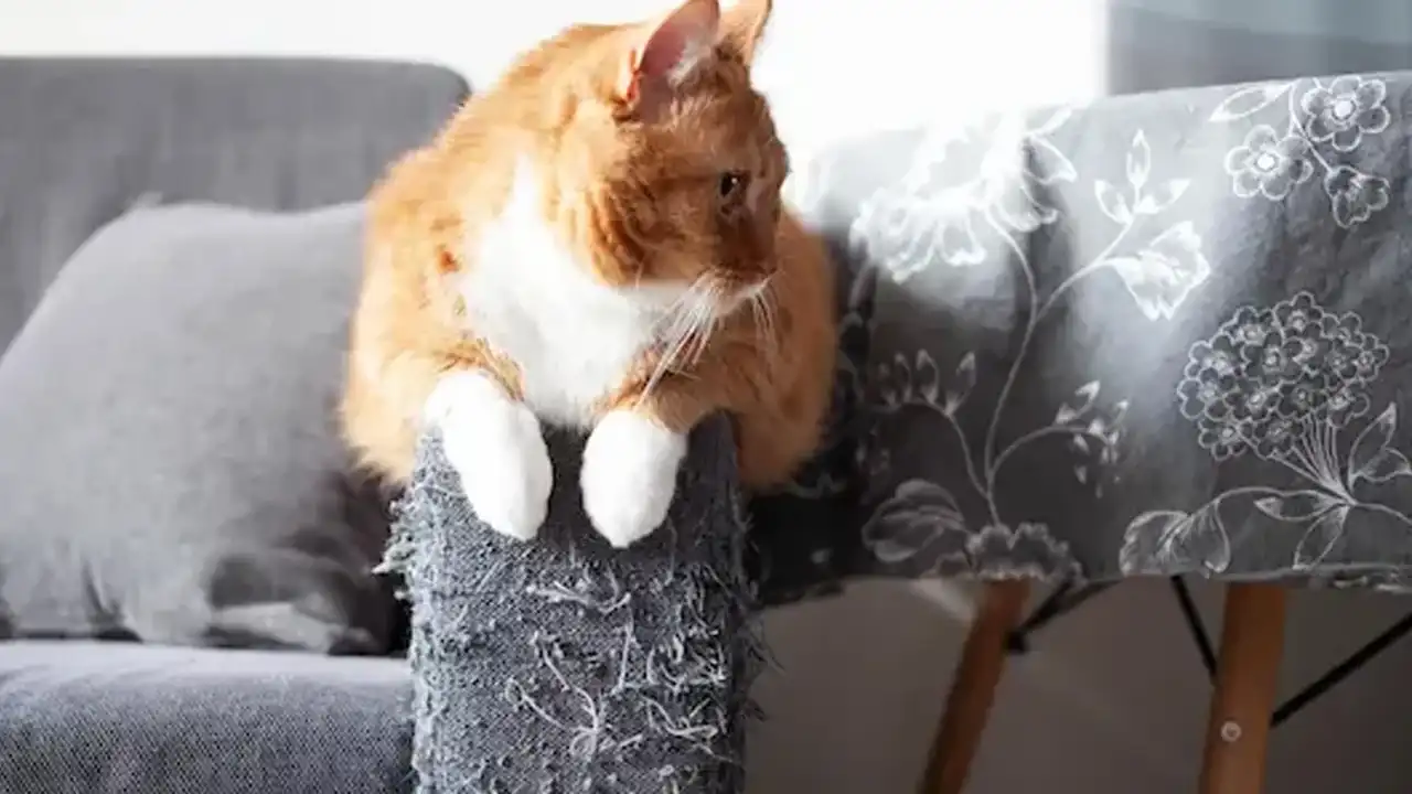 Kedilerin Koltuk Tırmalamasına Doğal Sprey Çözümü