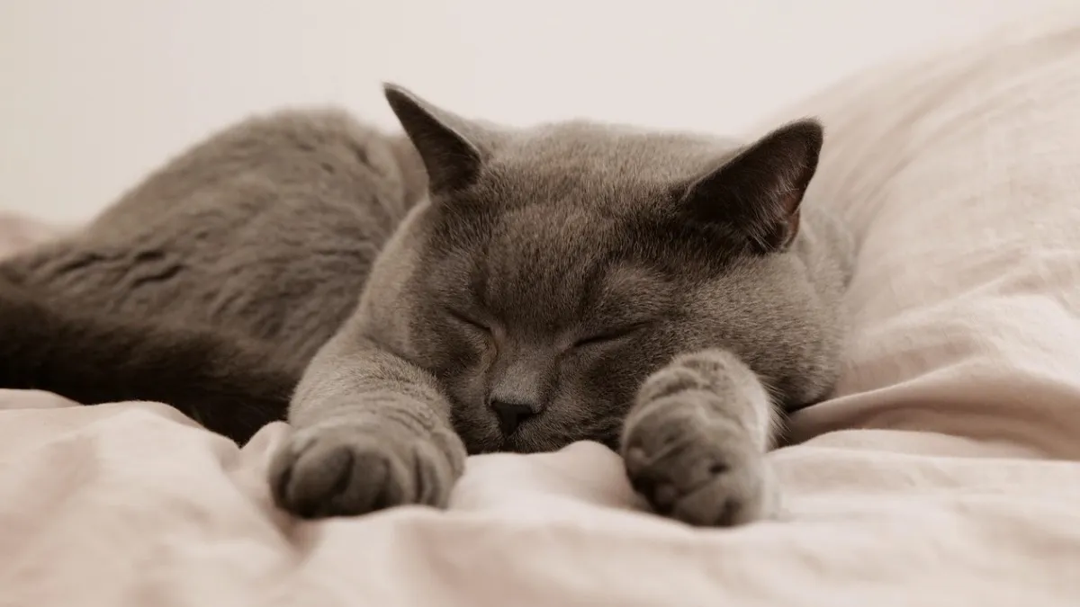 Kediniz Yatağınızda Uyuyorsa… İşte Anlamı