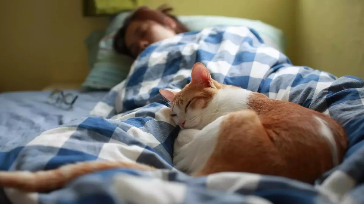Kediniz Yatağınızda Uyuyorsa… İşte Anlamı1