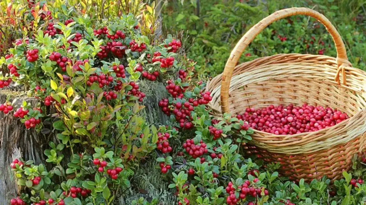 Kızılcık Üreticinin Yeni Gözdesi Kilosu 500 Lirayı Buluyor 1