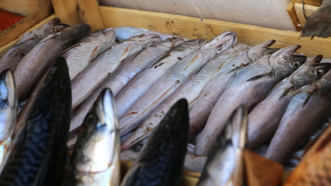 Kütahya Baba Mesleği Balıkçılıkta Kendi Işyerini Açtı 6