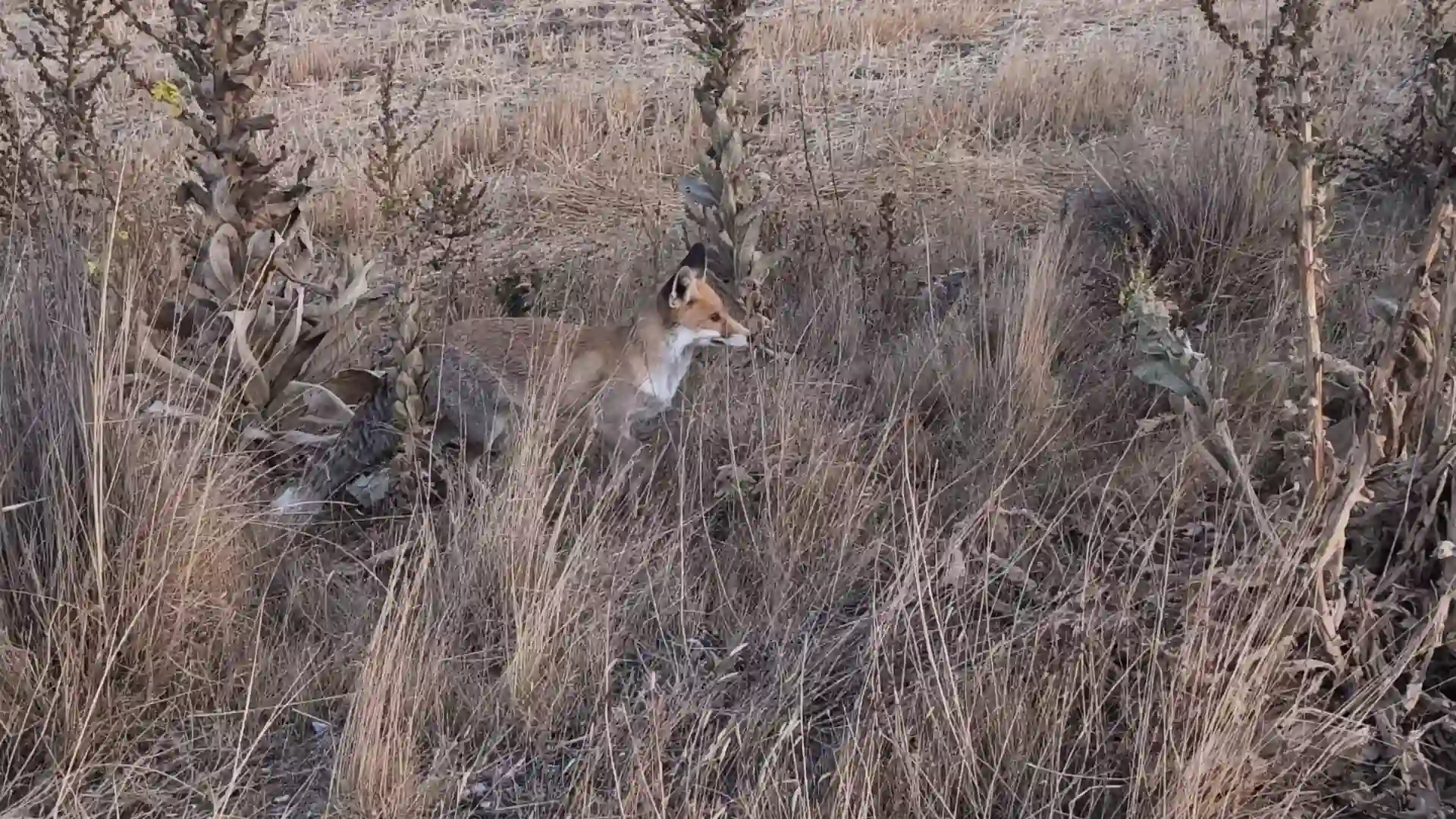 Kütahya’da O Tilki Bir Kez Daha Ortaya Çıktı 1