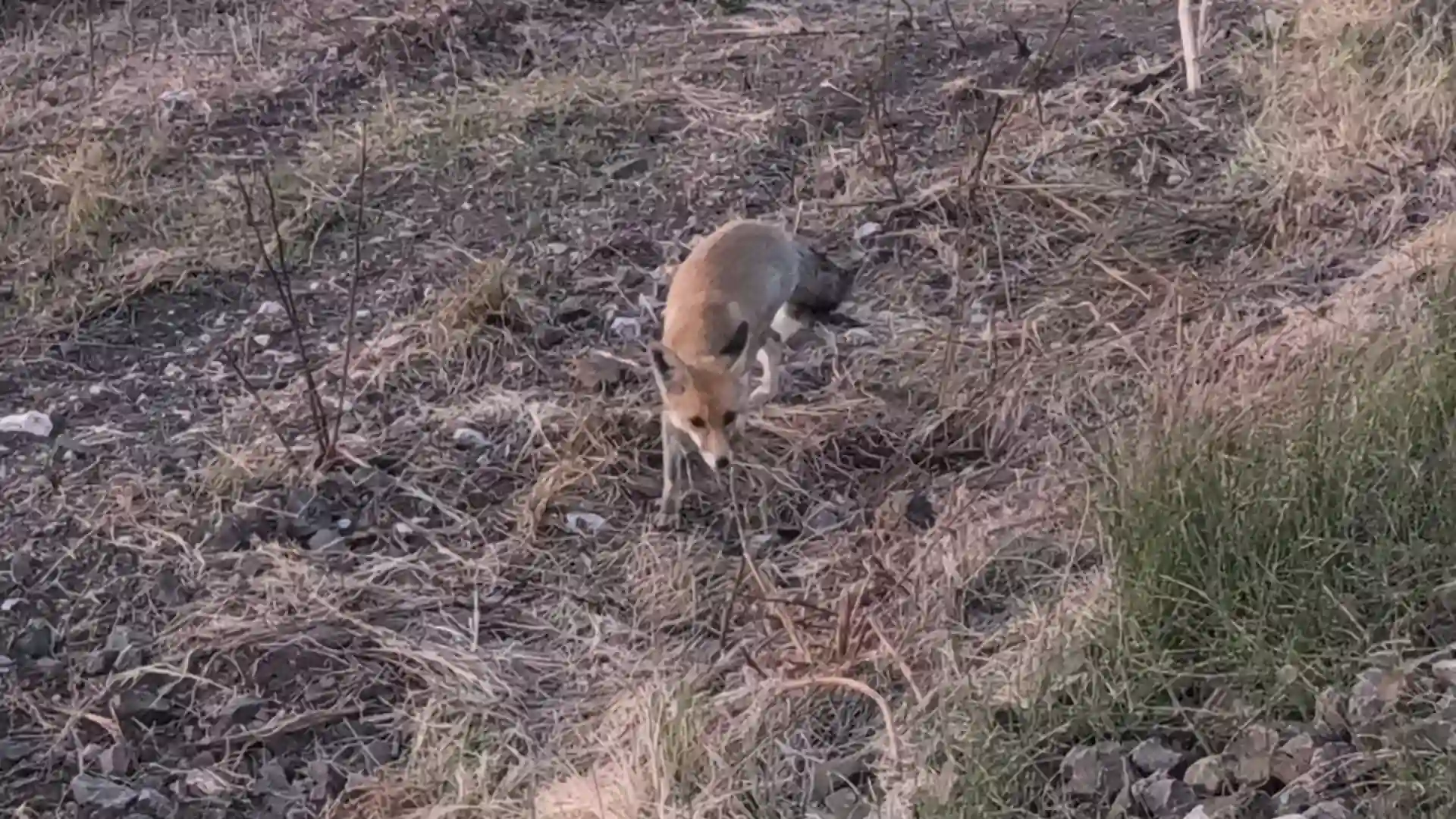 Kütahya’da O Tilki Bir Kez Daha Ortaya Çıktı