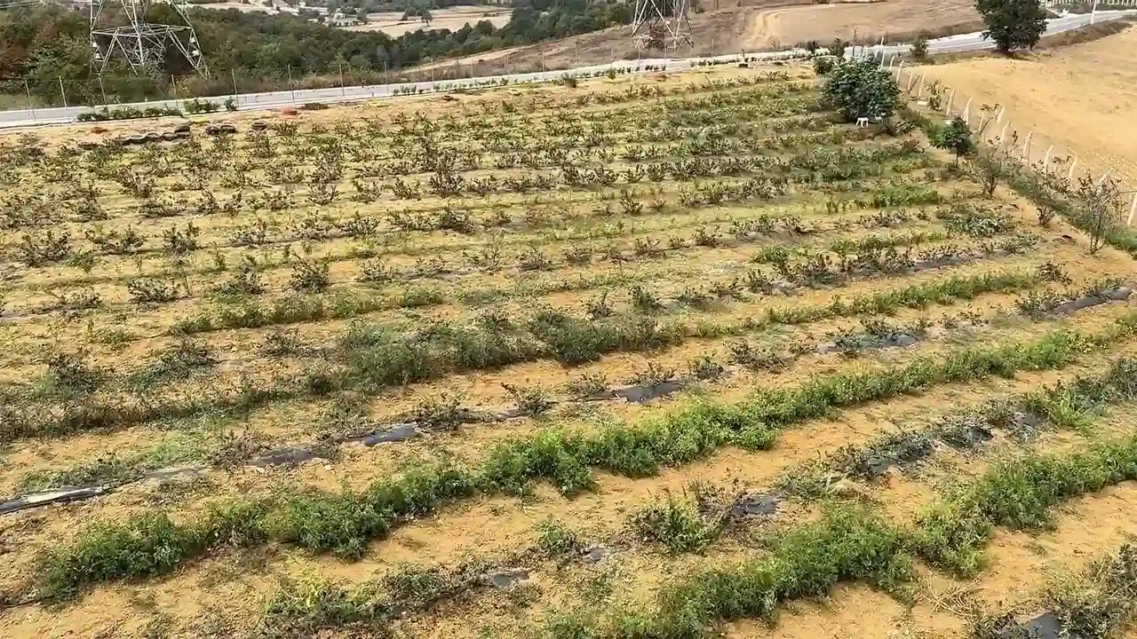 Mide Rahatsızlığına Iyi Gelen Aronyanın Üreticisi Oldu3 (1)