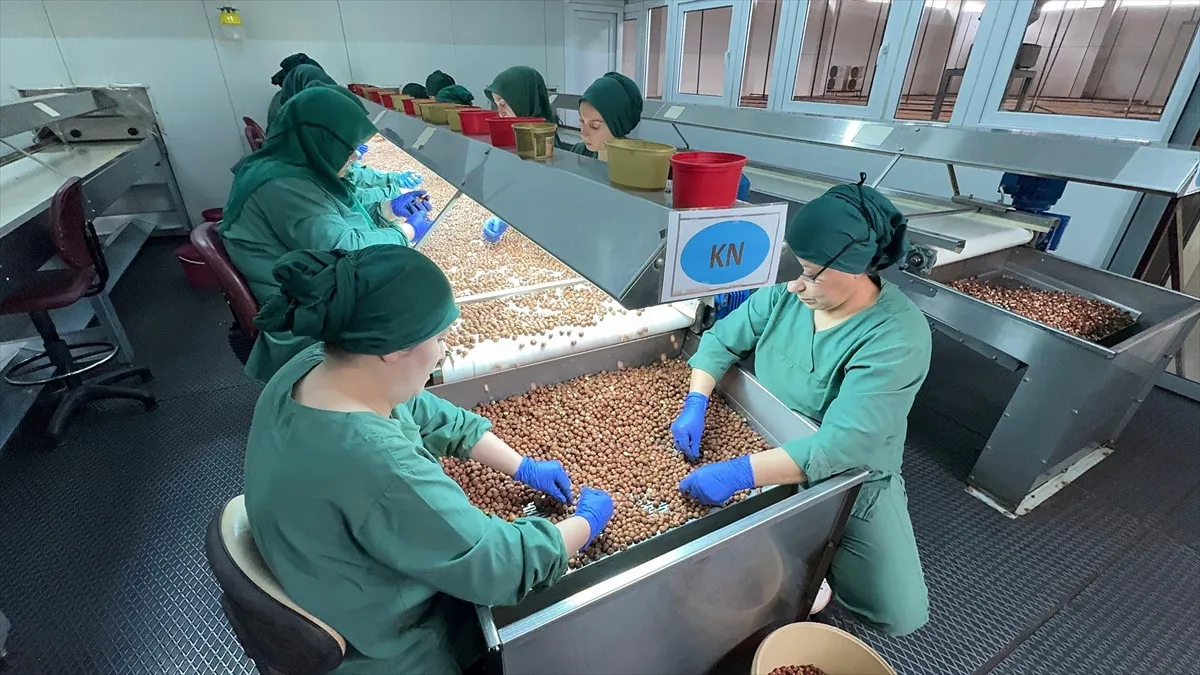 Türk Fındığı 124 Ülkede Alıcı Buldu1