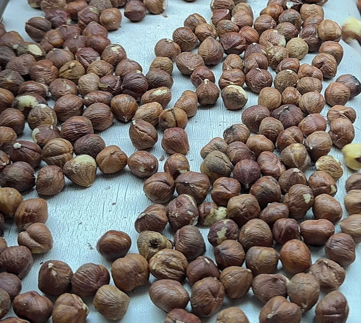 Türk Fındığı 124 Ülkede Alıcı Buldu2