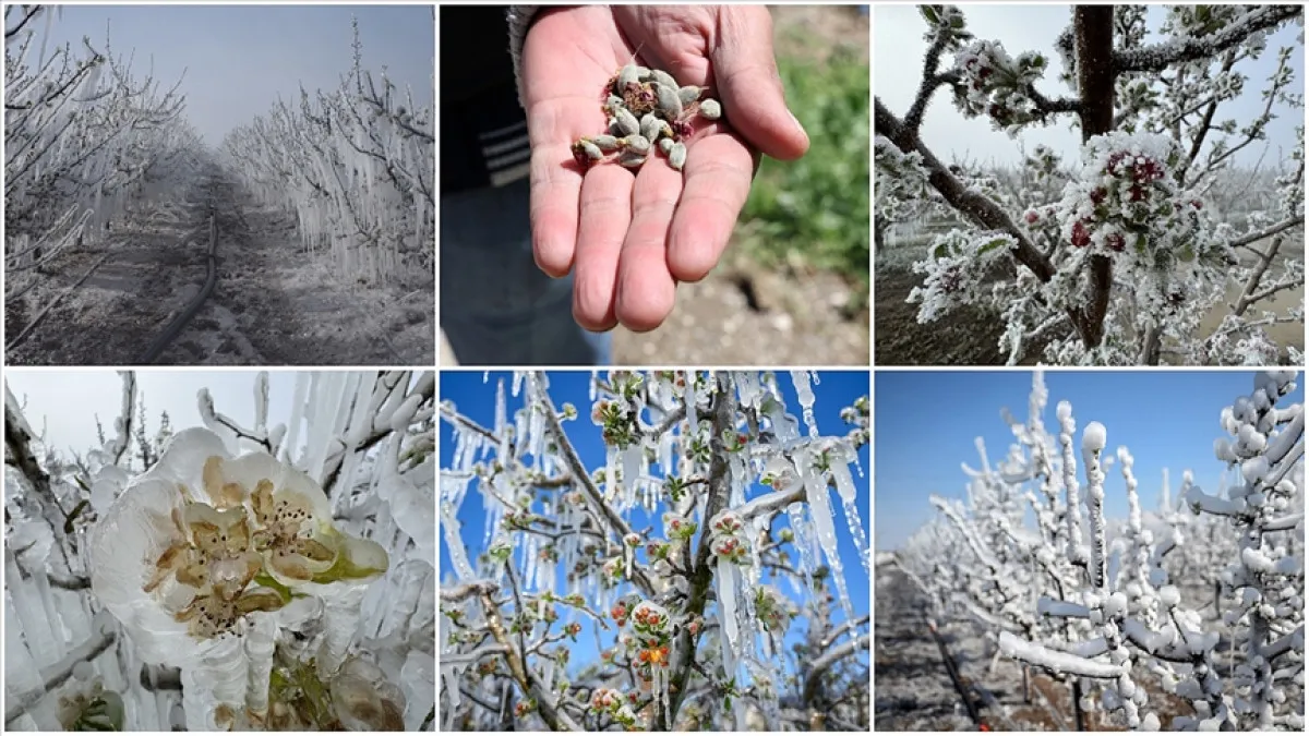 Zirai Don Desteği 20251