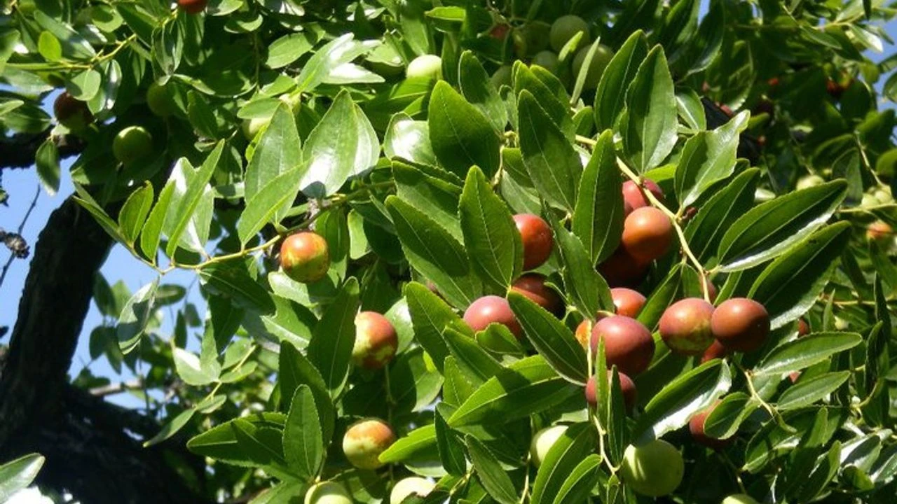 081020181609250135009