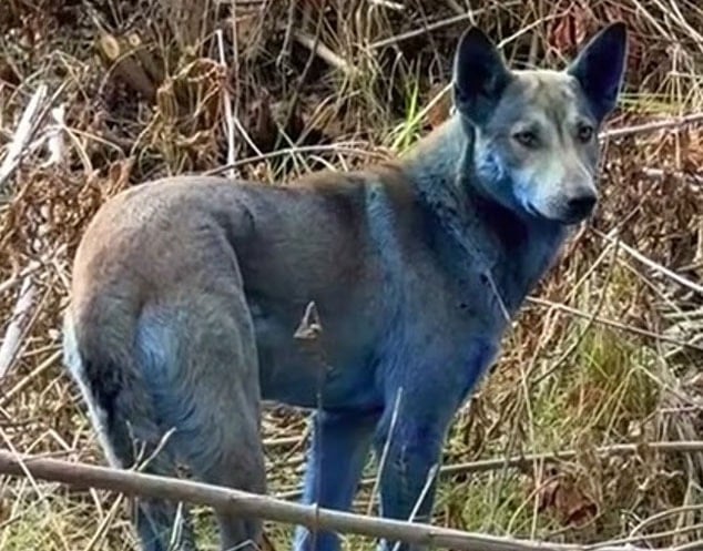 40 Yıl Sonra Mavi Köpekler Görülmeye Başlandı 1