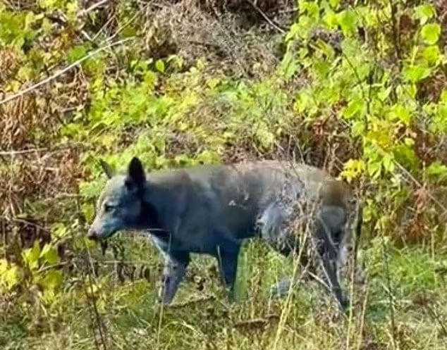 40 Yıl Sonra Mavi Köpekler Görülmeye Başlandı 2