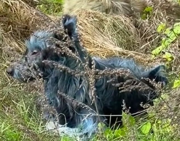 40 Yıl Sonra Mavi Köpekler Görülmeye Başlandı 3