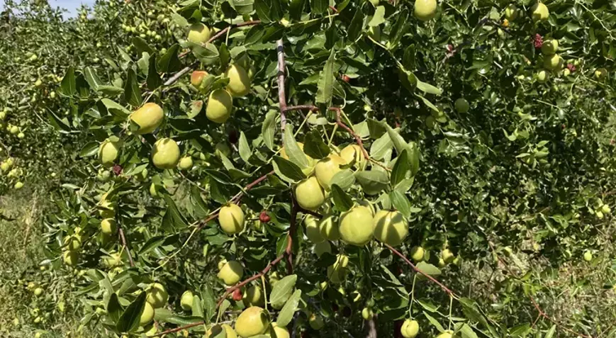 6330015986B24A4Cb4933A00