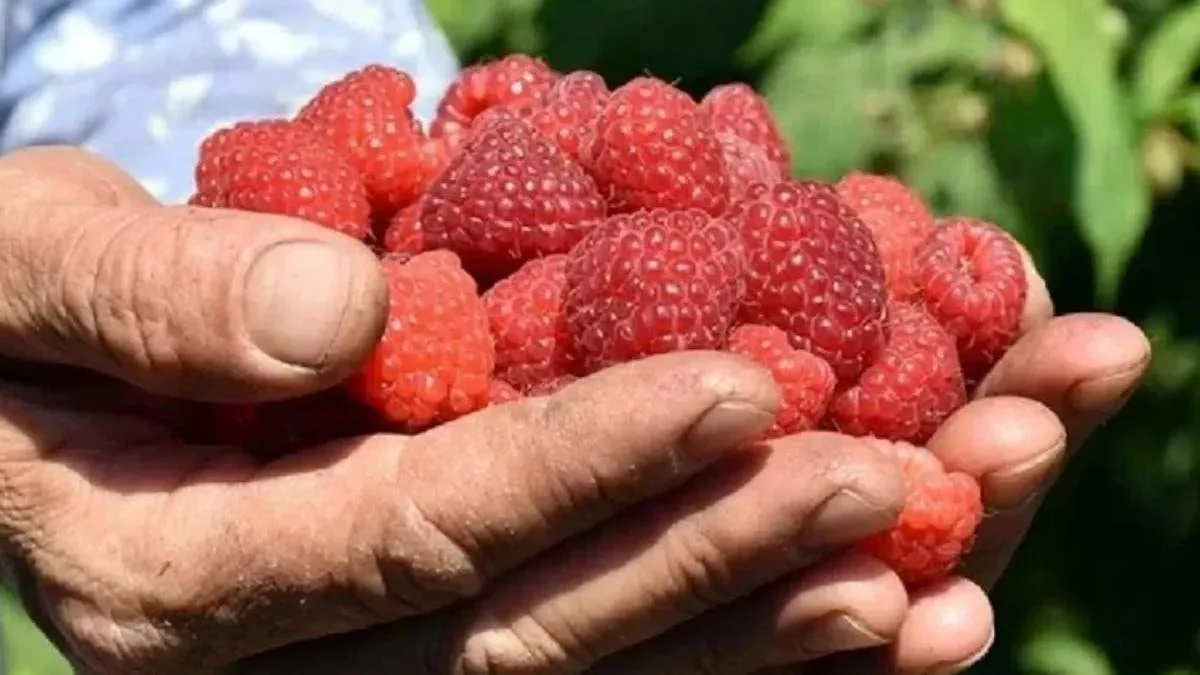 81 Ilde Yetişen Ahududu Üreticisine Kazanç Sağlıyor 2