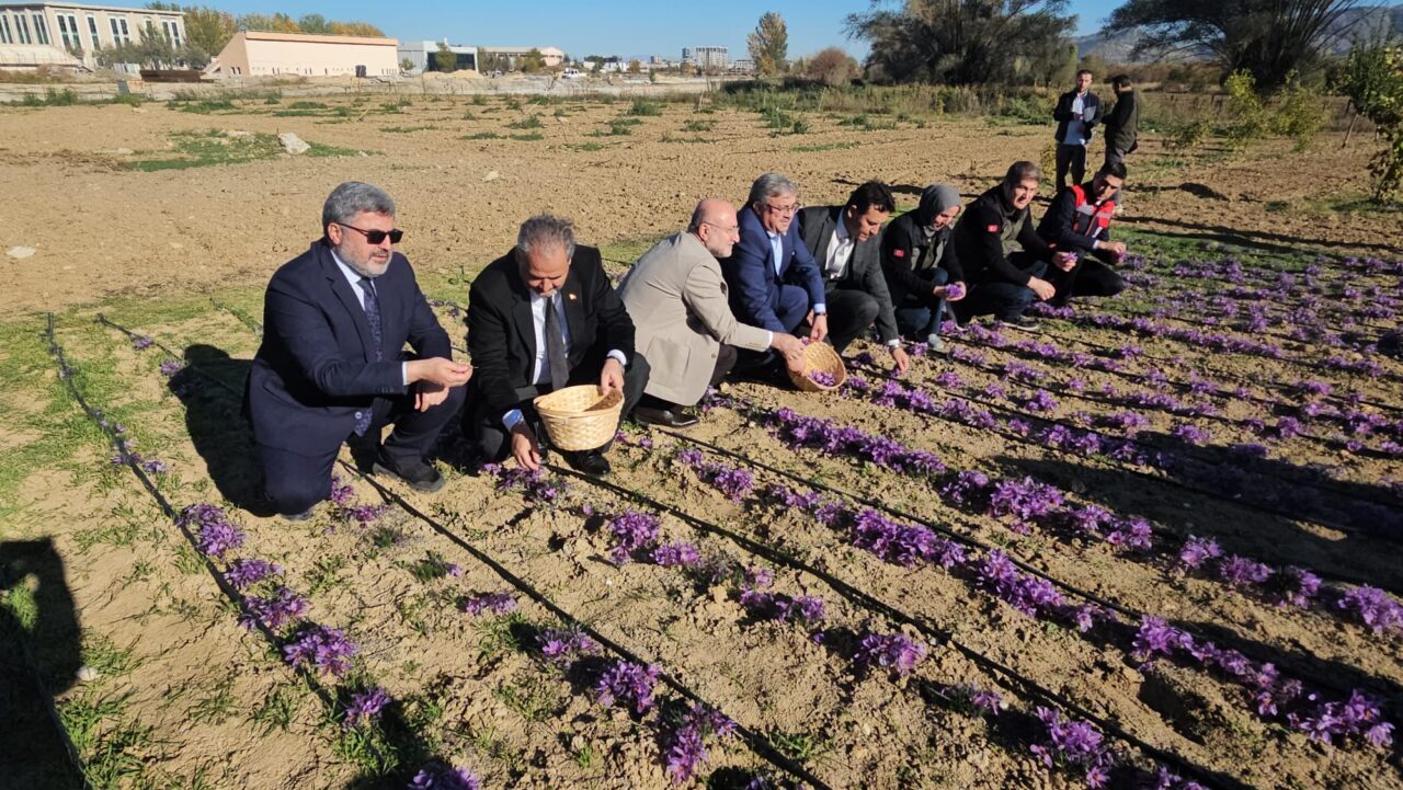 Afyonkarahisar’da Safran Hasadı Gerçekleştirildi1