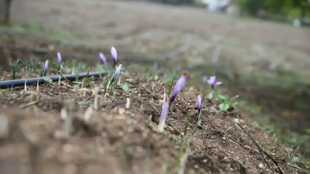Altınla Yarışıyor Safranbolu’da Safran Çiçeği Açtı
