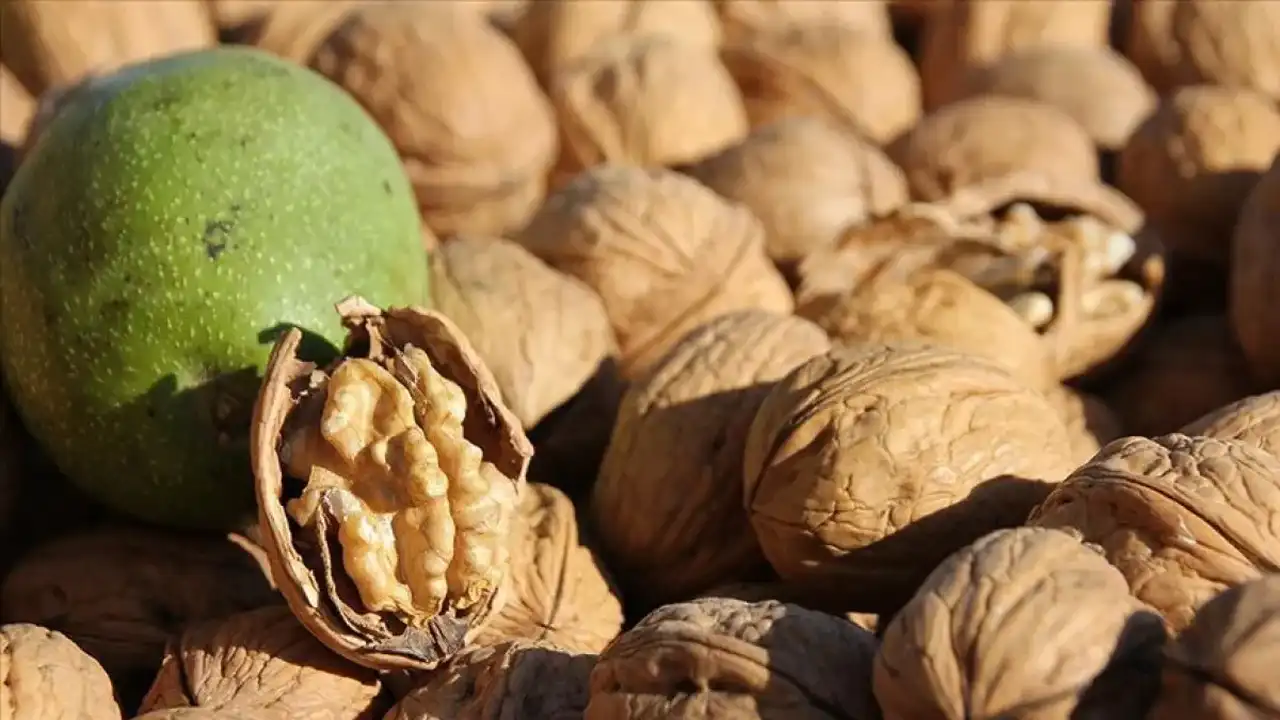 Anti Kanser Etkili Besinler Sofranızdan Eksik Etmeyin 2